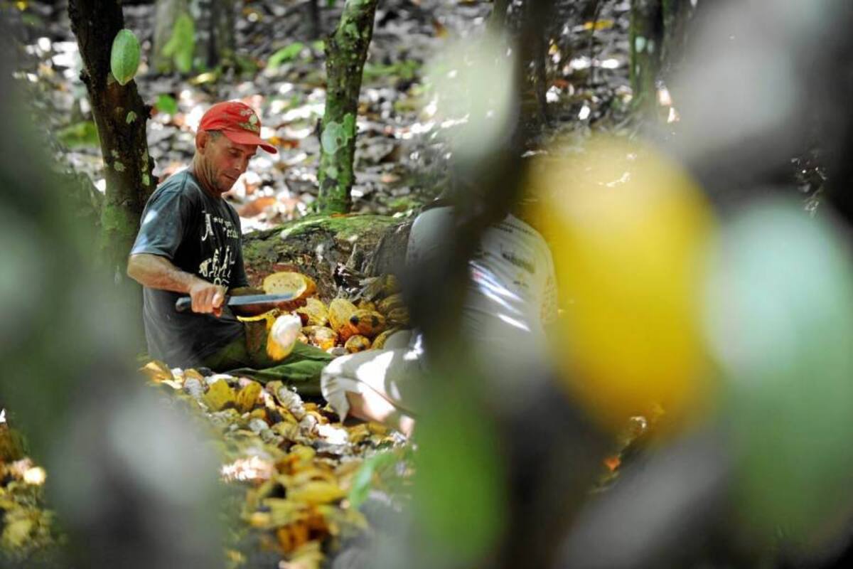 El precio interno del cacao ha caído más de $1.200 en kilo, es decir, cerca del 35%. (Foto: Archivo/VANGUARDIA LIBERAL)