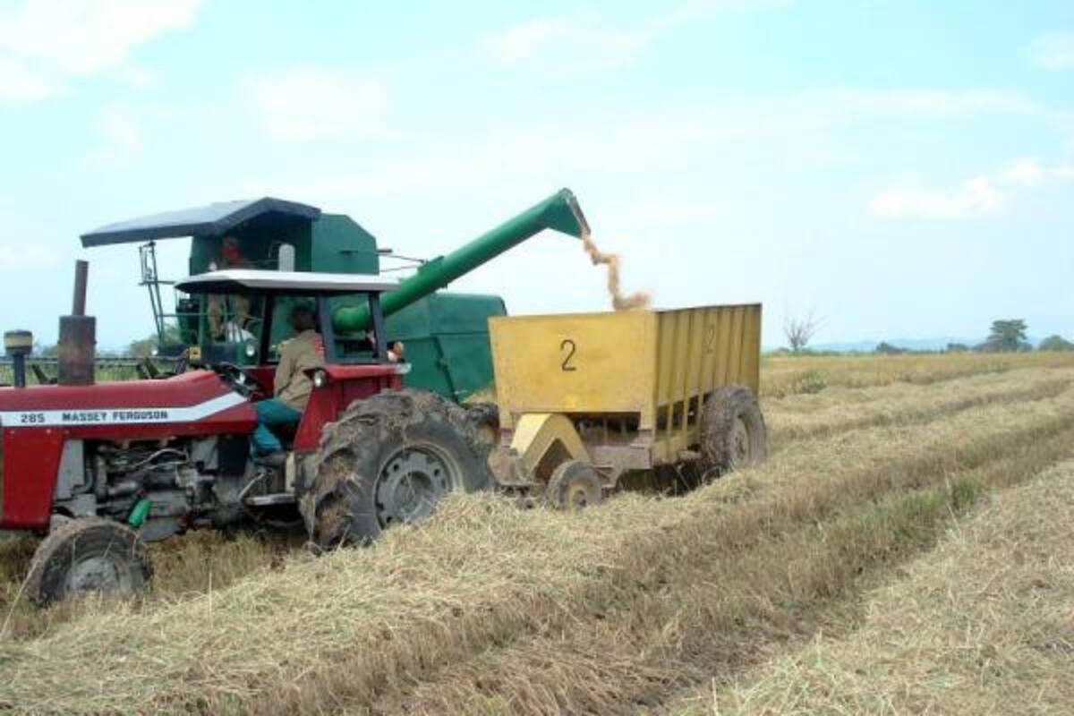Según Fedearroz, el país no tiene necesidad de importar arroz para atender el mercado doméstico.(Foto: Archivo/VANGUARDIA LIBERAL)
