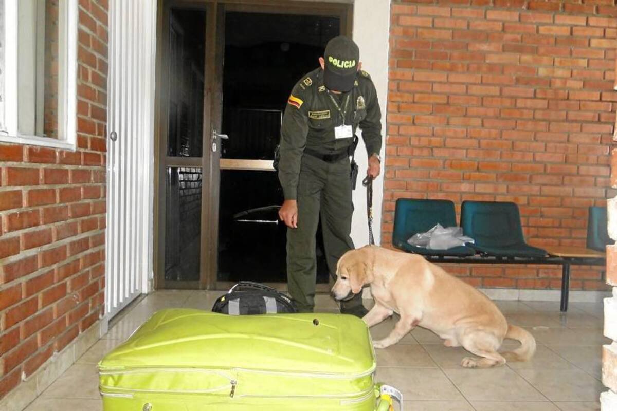 La droga fue encontrada gracias al trabajo de un perro de la Policía Antinarcóticos. La capturada iba a tomar un avión con destino a Panamá. (Foto: Suministrada/VANGUARDIA LIBERAL)