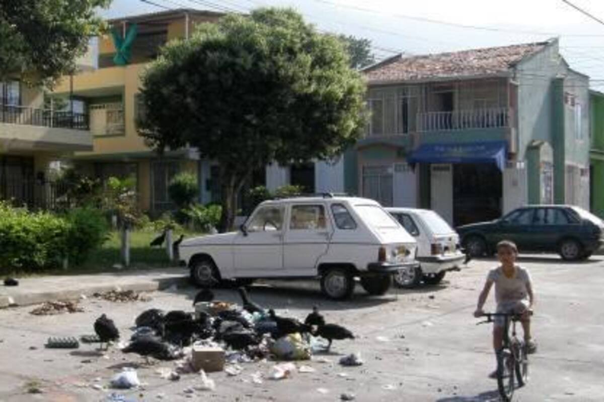 Los cuervos desprenden las bolsas de basura que los trabajadores de la Piedecuestana dejan en la vía pública de La Argentina..(Foto: Fotos Sully Catherine Santos H./VANGUARDIA LIBERAL)