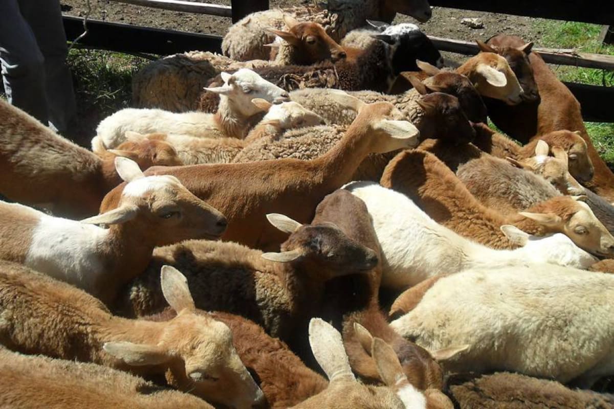 Los animales desmembrados fueron dejados en el sector de la recta de El Cucharo. (Foto: / VANGUARDIA LIBERAL )