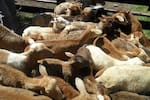 Misterio en la vía Pinchote-Socorro: dejan 21 camuros desmembrados en materas