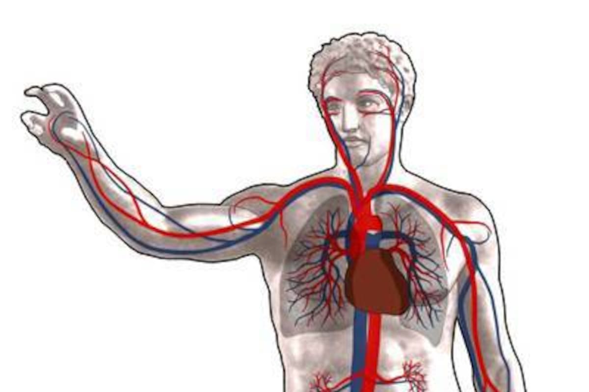 El sistema circulatorio es parecido a una cañería en la cual la bomba que impulsa el líquido es el corazón; la tubería, las arterias, que en el ser humano son elásticas, y el líquido, es la sangre. (Foto: Tomada de Internet / VANGUARDIA LIBERAL)