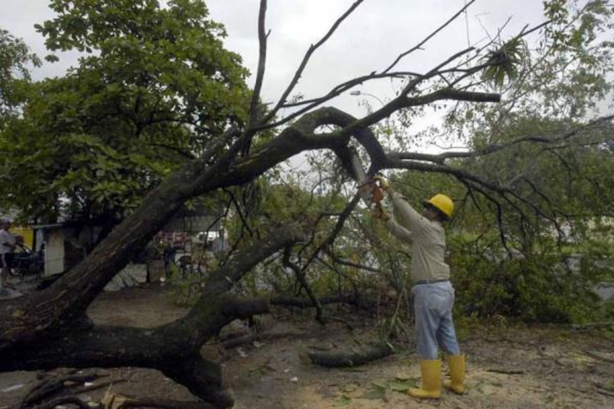 Durante varias horas estuvo parcialmente cerrada la Avenida 36, en inmediaciones de La Locomotora, luego de que un gallinero cayera sobre la vía. La cuadrilla de parque y arborización de la Secretaría de Infraestructura realizó las labores de remoción.(Foto: Edgar Pernett/VANGUARDIA LIBERAL)