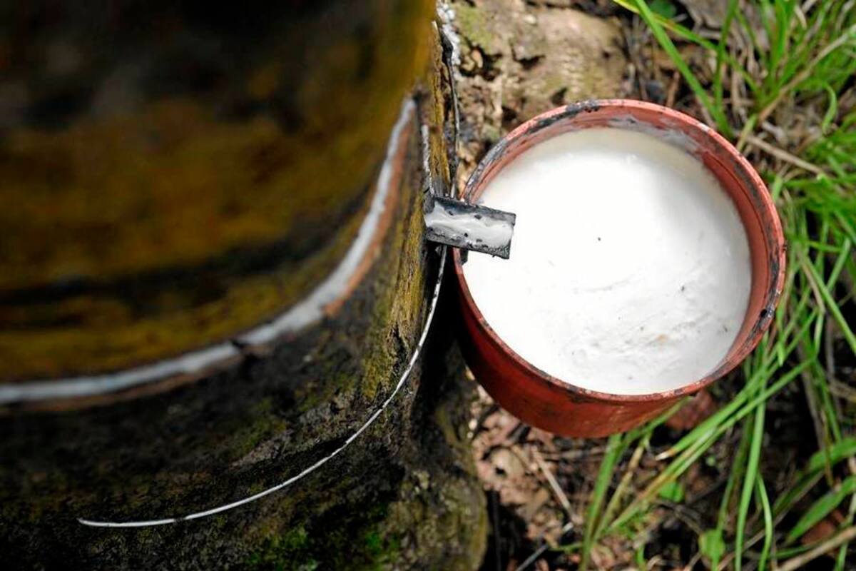 La nueva planta procesadora de látex de caucho recogería la producción de Santander, sur de Bolívar y sur del Cesar. (Foto: Archivo/VANGUARDIA LIBERAL)