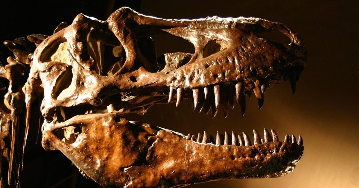 Photo : vanguardia.com El T. rex era de sangre caliente: sus dientes revelaron la temperatura corporal del dinosaurio