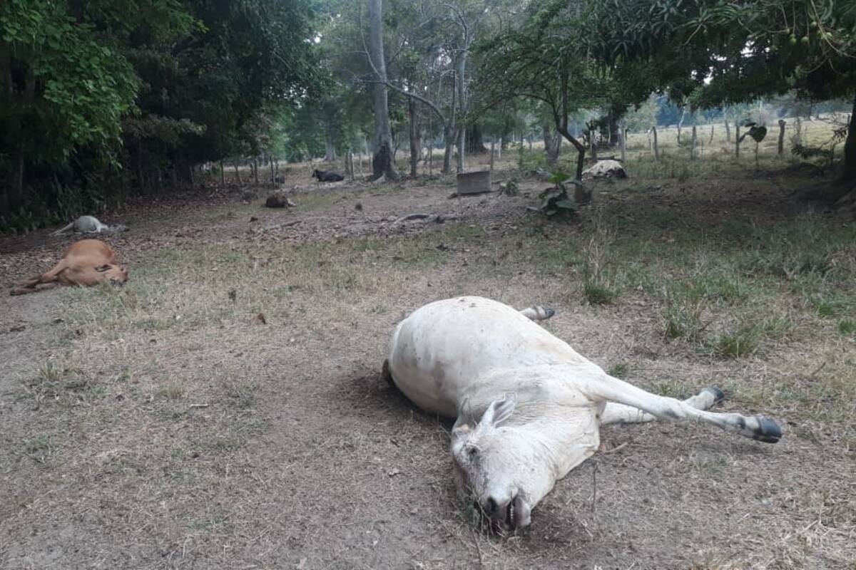 El ganado muerto, según el propietario, está avaluado en $25 millones.