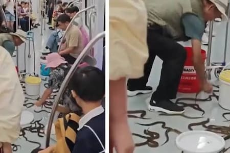 Video viral: anguilas vivas causan conmoción tras escapar en un metro de China