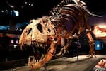 ¿Cuántos Tiranosaurios rex hubo? Unos 2.500 millones