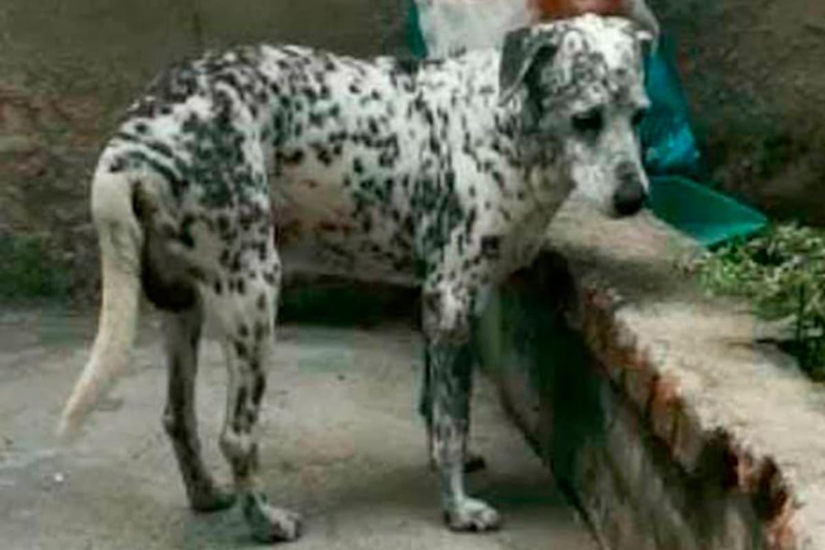El perro “Chávez” de 16 años, murió a causa de las múltiples heridas que le ocasionó su dueño. Foto de El País.com.co/VANGUARDIA