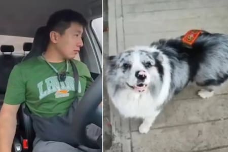 Indignación en redes: secuestran a perro influencer, lo venden y es servido en un restaurante