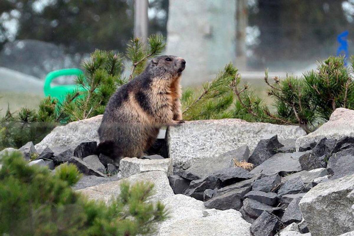 Las marmotas y otros pequeños mamíferos son portadores de pulgas infectadas por la bacteria Yersinia pestis, que provoca tanto la peste bubónica como la neumónica. (Foto: EFE / VANGUARDIA)
