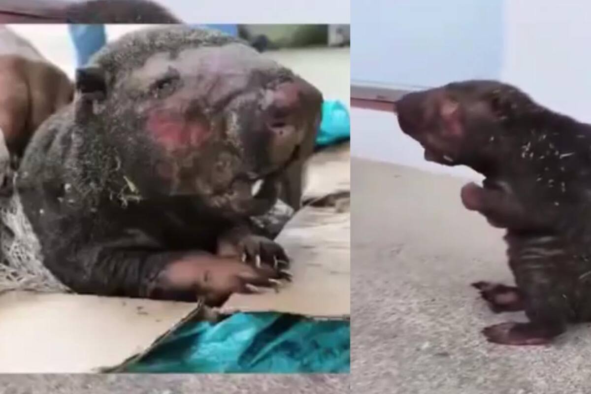 Este es el animalito silvestre que resultó quemado y murió. Corponor / VANGUARDIA