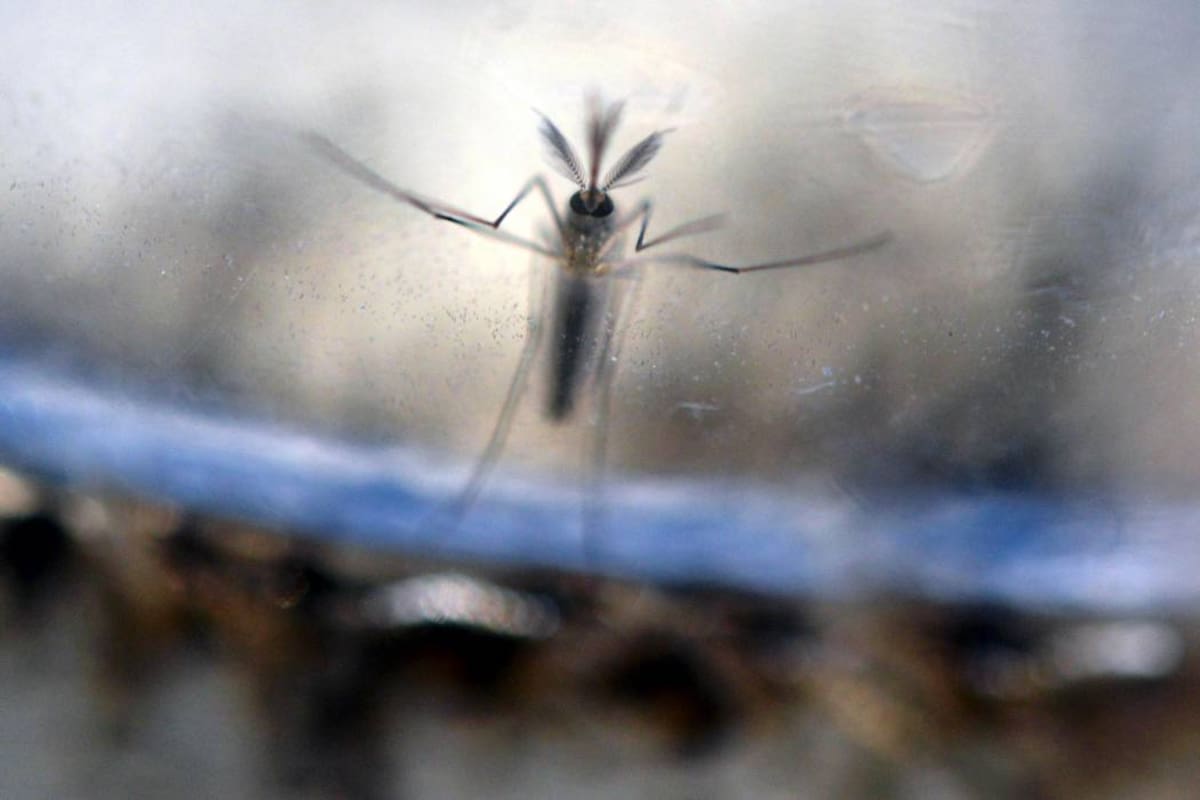 La hembra del aedes aegypti deposita sus huevos en recipientes con agua estancada y limpia. Un solo mosquito puede poner hasta 150 huevos cuatro veces al día. (Foto: Archivo / VANGUARDIA LIBERAL)
