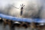 ¿Está almacenando agua por El Niño? Ojo: podría estar creando un criadero de dengue