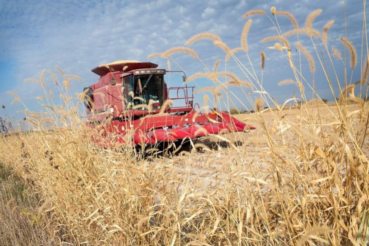 En Córdoba, Tolima, Meta, Bolívar y Antioquia se encuentra el 42,8% del área con cultivos en cereales. (Foto: Archivo/VANGUARDIA LIBERAL)