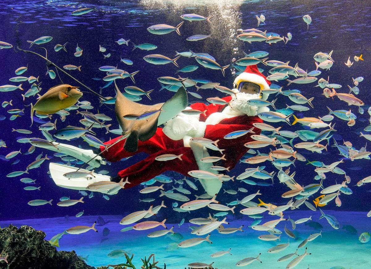 La submarinista Ayaka Oshita disfrazada como Papá Noel alimenta a los peces del acuario de Sunshine en Ikebukuro, en Tokio.