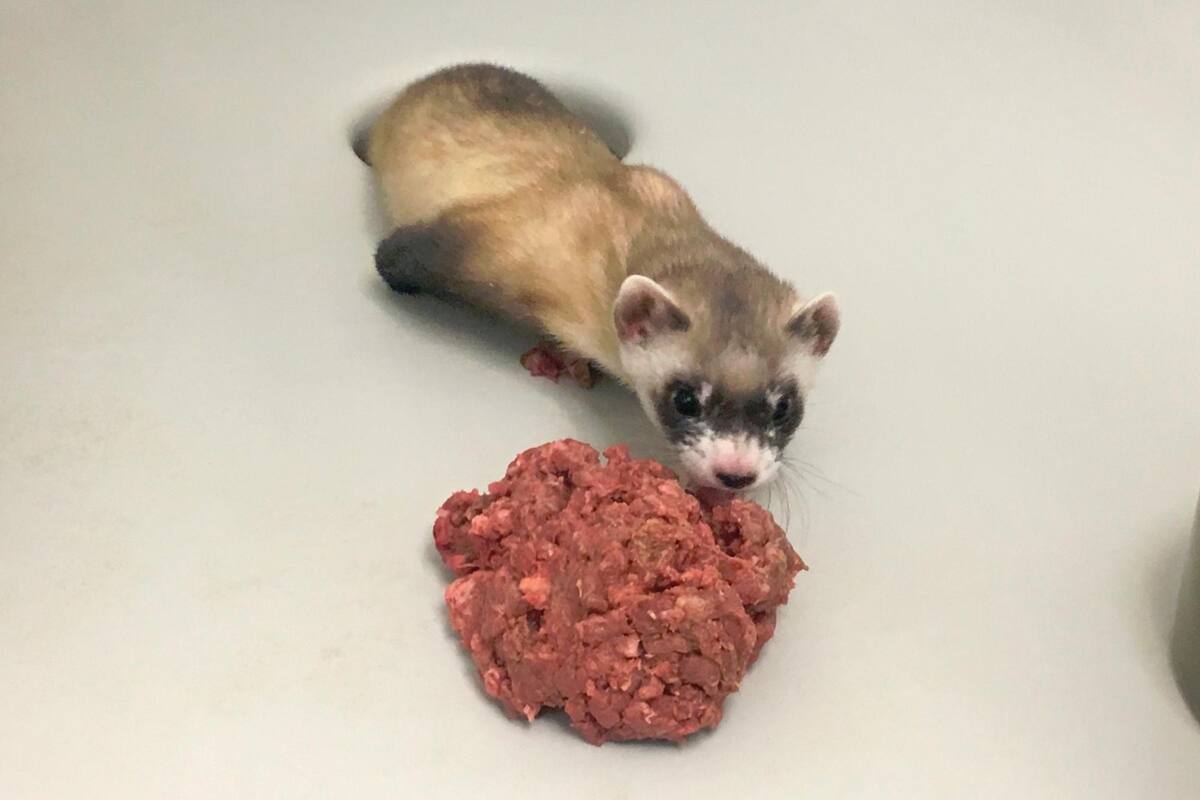 Es la primera vez que se clona una especie autóctona en Estados Unidos. (Foto: EFE / VANGURDIA)