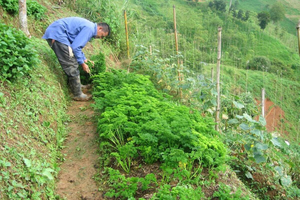 El sello orgánico en los alimentos es uno de los atractivos para un mercado creciente en los Estados Unidos. Son productos que están lejanos del uso de químicos. (Foto: Archivo/VANGUARDIA LIBERAL)
