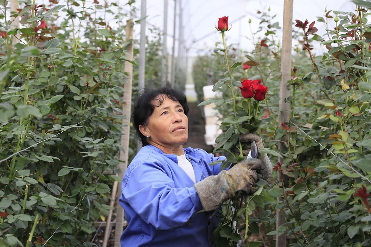 Una mujer trabaja en la recolección de rosas el 31 de enero de 2024, en la hacienda Mongibello en Chía, Cundinamarca (Colombia). De los 700 millones de rosas que Colombia envía cada año a floristerías de todo el mundo por San Valentín, nuevas variedades han nacido de mezclas que resultan en colores morados, rosados o anaranjados, todos ellos especiales y únicos en el mundo. Las variedades de rosas colombianas que se exportan para ser regaladas en Estados Unidos, Japón, Canadá, Reino Unido o España, entre otros países, tienen derechos de propiedad intelectual a nombre de los creadores originales de las variedades, a los que la industria llama 'breeders' (criadores). EFE/ Carlos Ortega