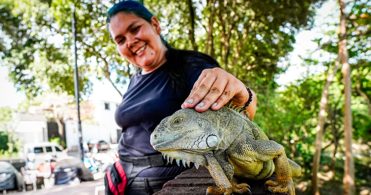 Las mujeres que alimentan a las iguanas del malecón de Girón