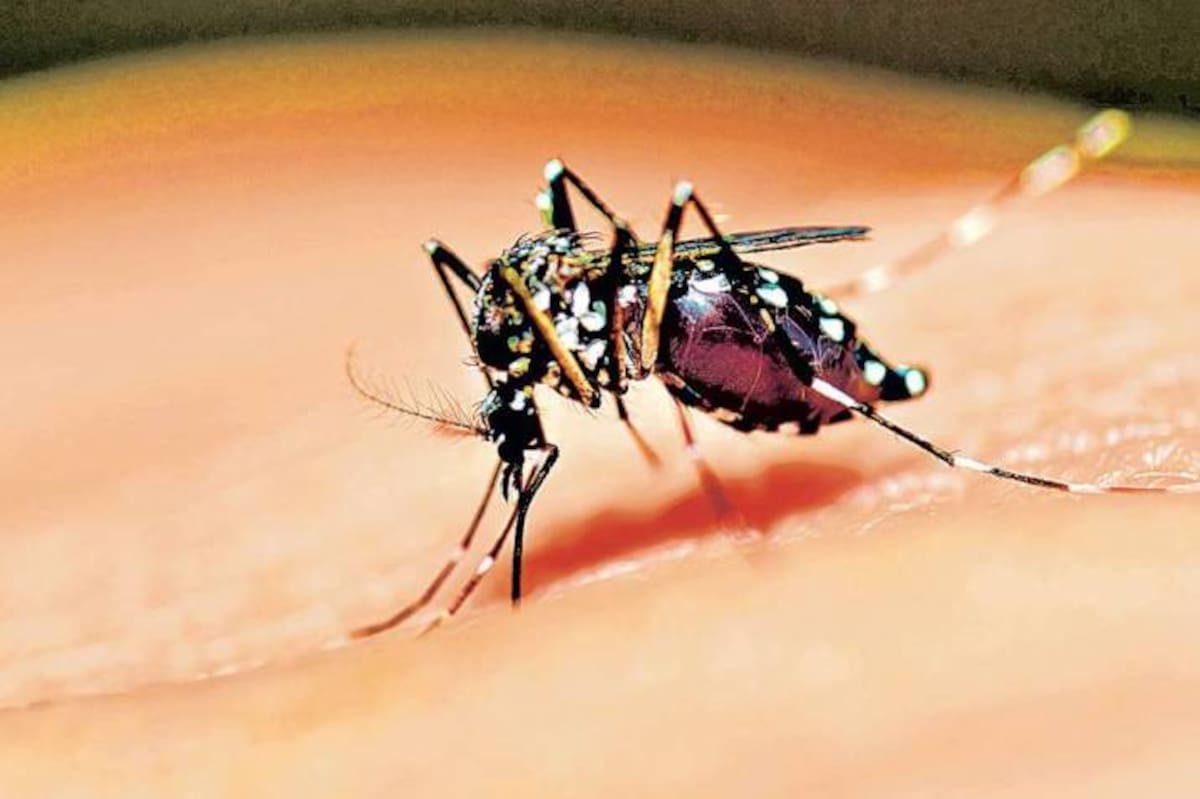 Con la finalidad de reducir las muertes por dengue en un 50 % en el 2020, la Organización Panamericana de la Salud (OPS) confirmó que incluirían la vacuna en su estrategia contra el virus.