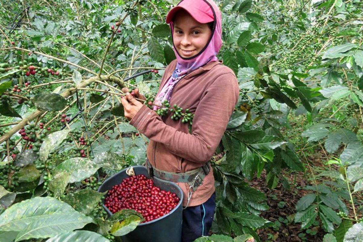 340 visitas internacionales se han tenido en los primeros 10 meses de 2013, interesadas por el café colombiano. (Foto: Archivo/VANGUARDIA LIBERA)