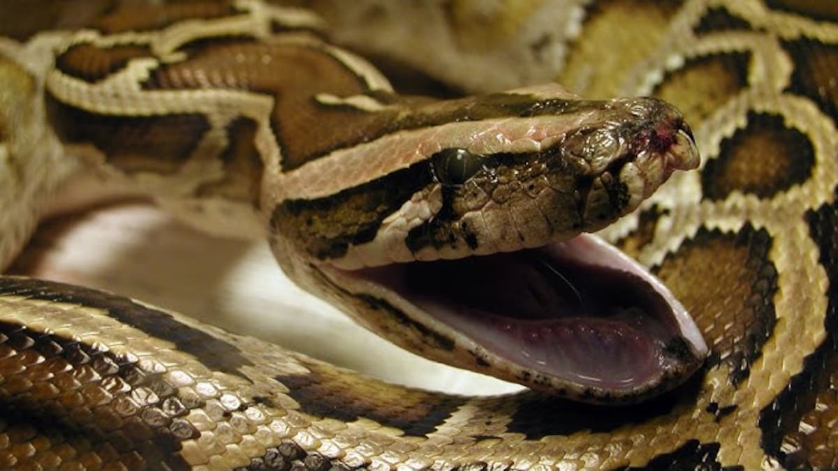 Las pitones son originarias de regiones tropicales y subtropicales de África, Asia y Australia. Estos grandes reptiles pertenecen a la familia Pythonidae y se encuentran en diversos hábitats, desde selvas húmedas y bosques hasta sabanas y áreas semiáridas.