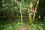 Joven murió tras ser hallado con un disparo en la cabeza en una zona boscosa de Bucaramanga