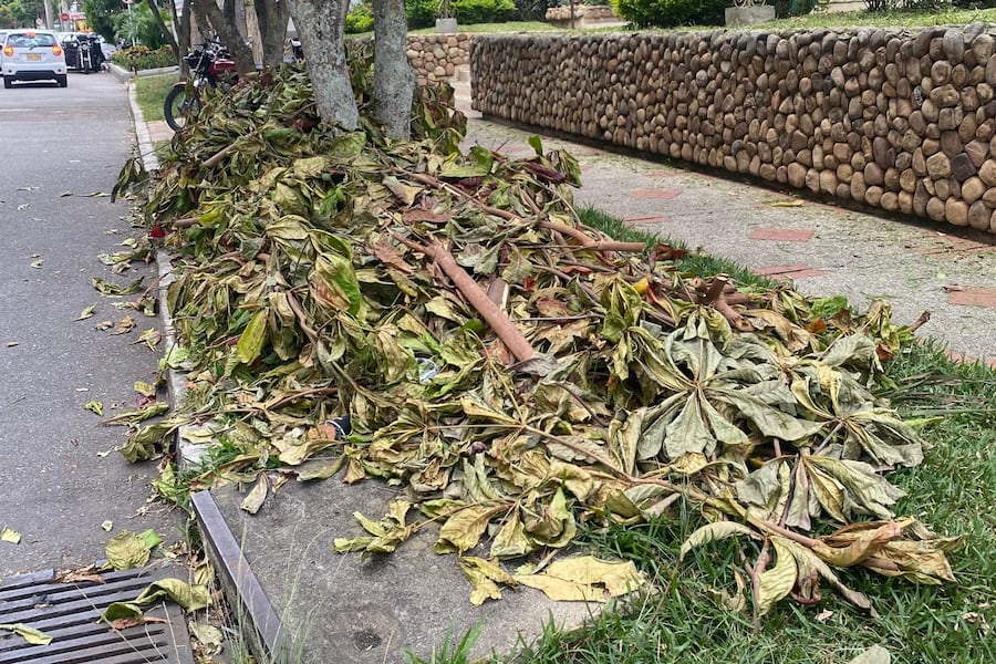 Denuncian abandono de residuos tras poda de árboles en el barrio Bolarquí