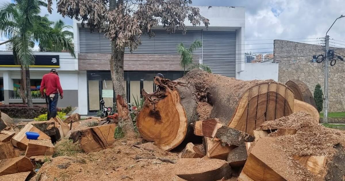 ¿Cómo se compensará el árbol ‘gigante’ talado en Sotomayor? Esto dijo ...