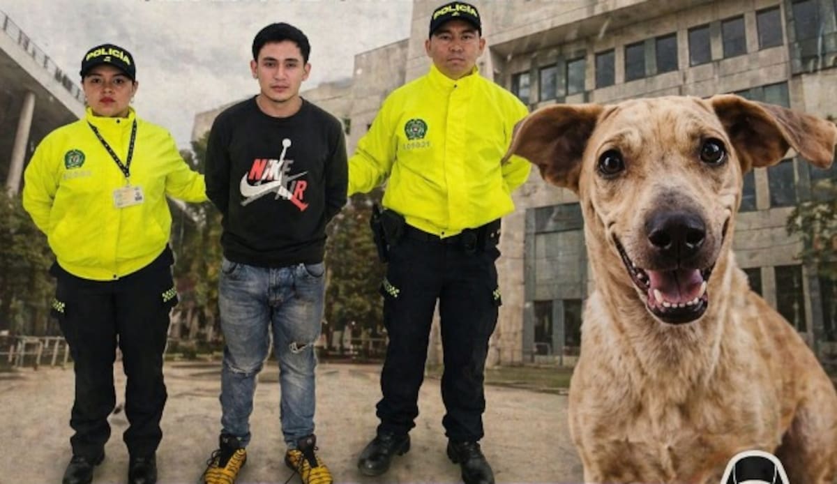 A juicio por maltrato animal: caso Kira llega a audiencia en Bucaramanga