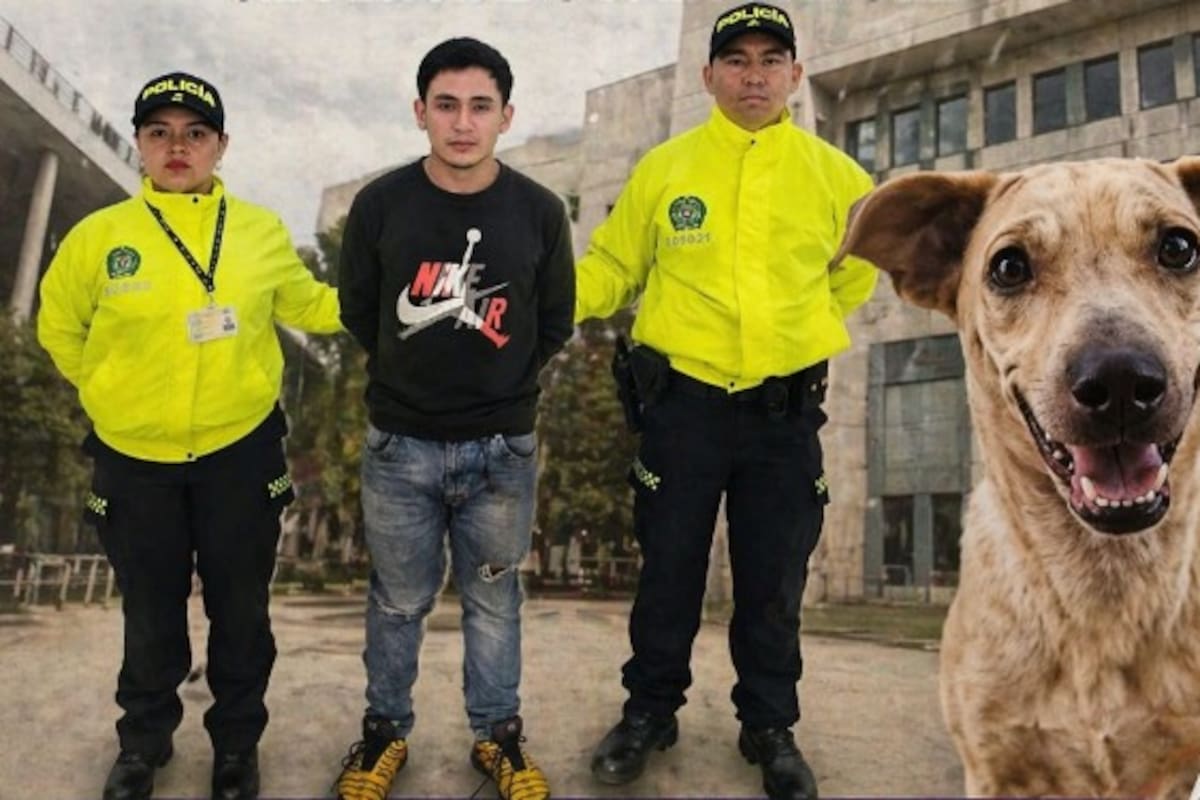 A juicio por maltrato animal: caso Kira llega a audiencia en Bucaramanga