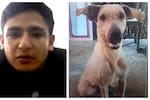 Envían a la cárcel a Job Abimelec Camacho por matar a la perrita Kira en Bucaramanga