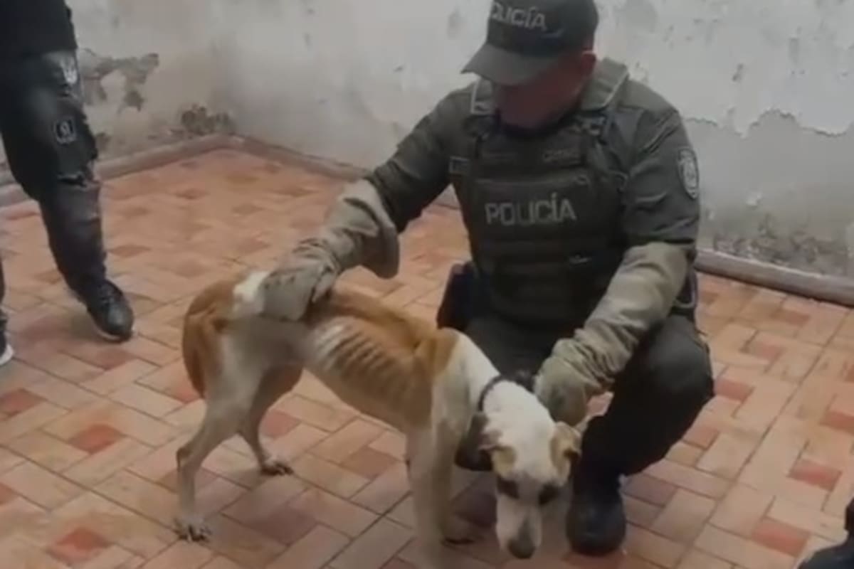 Abandonan a un perro y un gato en Girón: rescatan al felino con signos de desnutrición