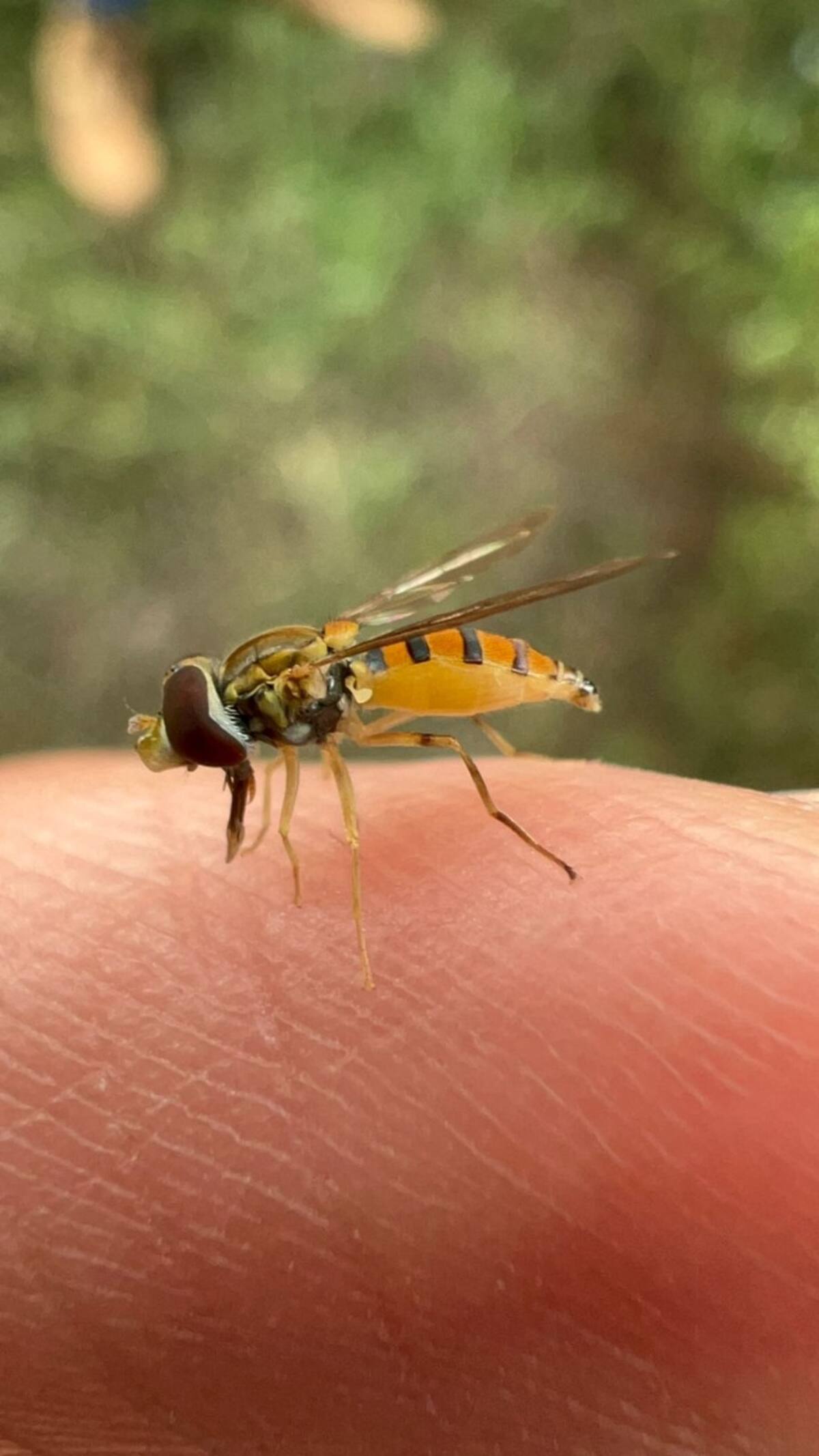 Sabía que las abejas aportan al 70 % de los cultivos alimentarios en el mundo a través de la polinización y son promotoras de la biodiversidad. Suministrada / VANGUARDIA