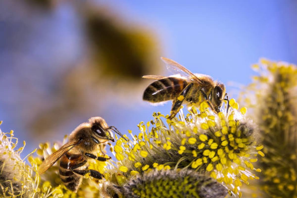 La transformación agrícola, los pesticidas y el cambio climático figuran entre las principales amenazas para estos polinizadores esenciales.