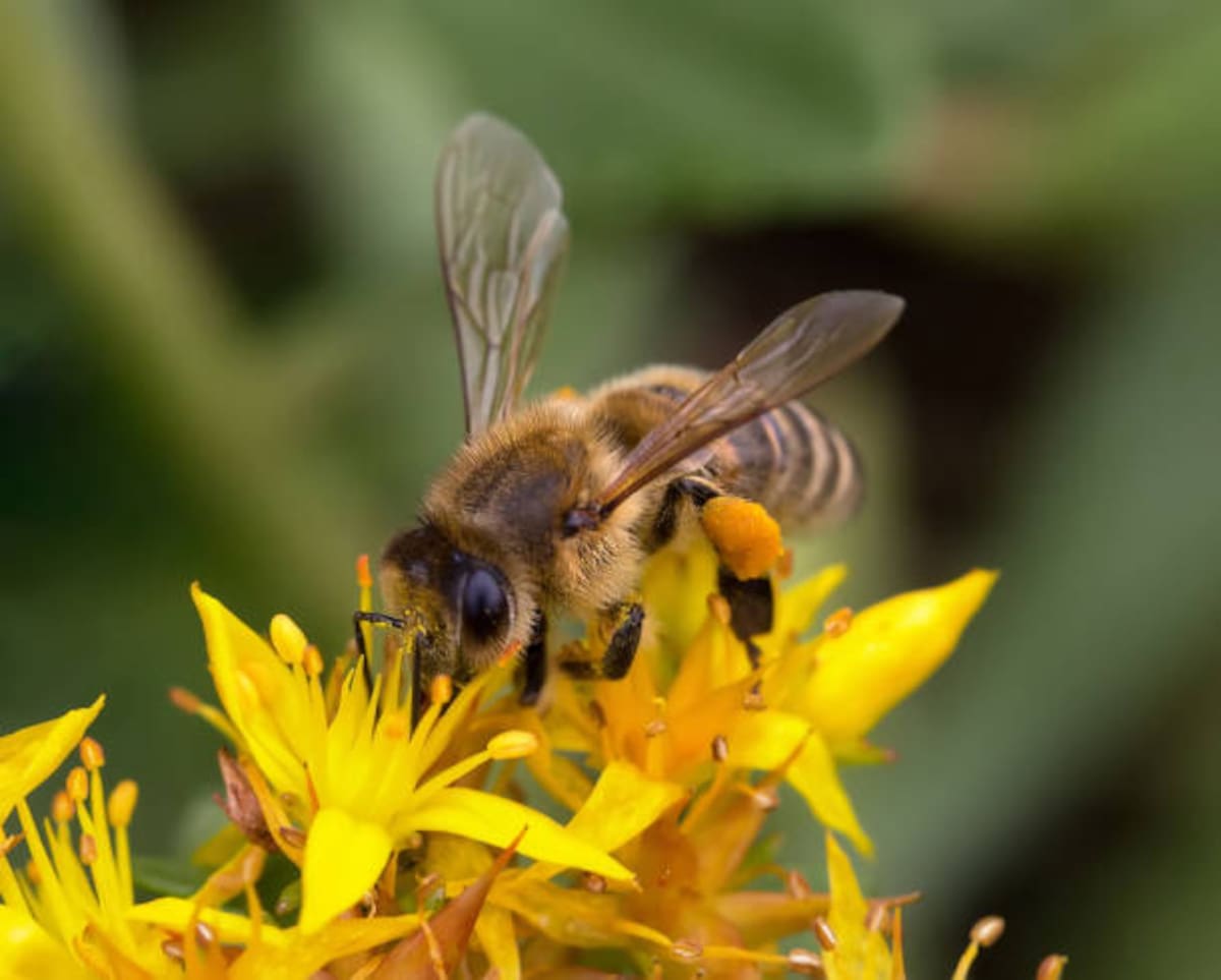 Aunque el estudio no detectó una extinción masiva de abejas y sírfidos en Europa, los científicos alertan sobre la disminución de sus áreas de distribución y la necesidad de actuar para frenar el declive.