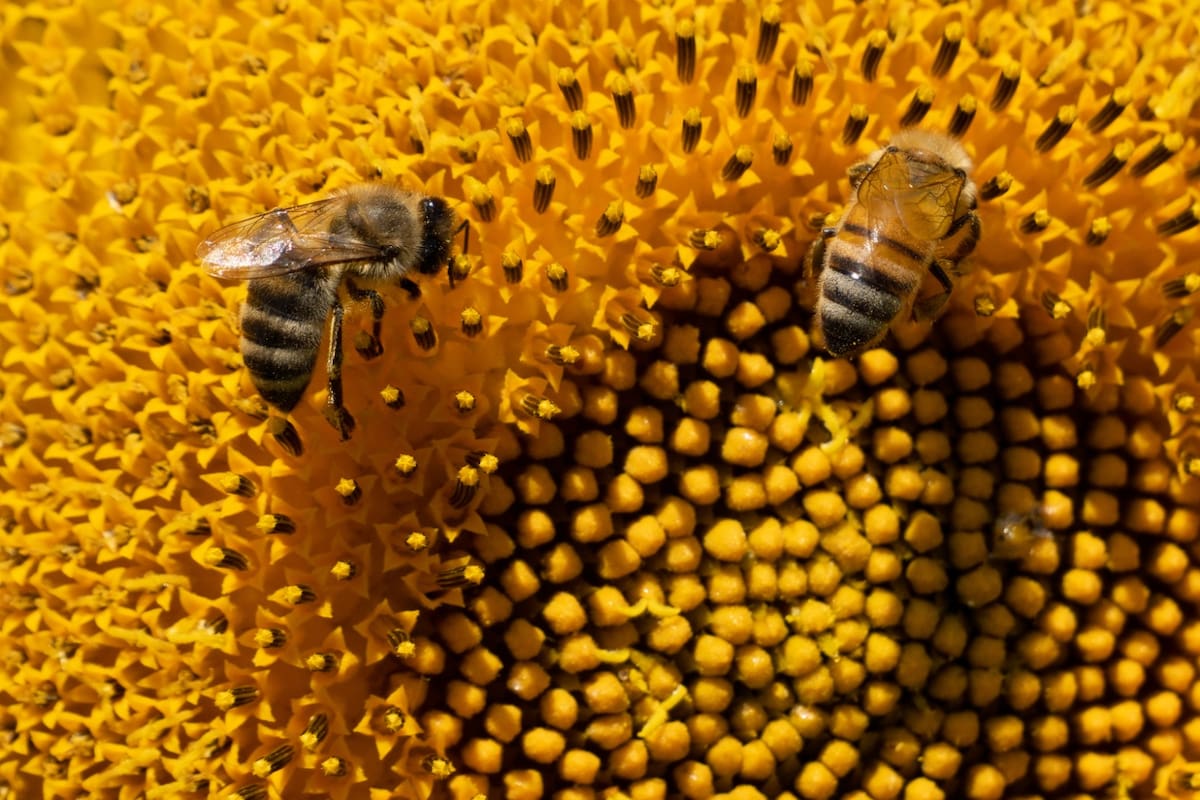 Las abejas recolectan polen de un girasol en un campo de Fráncfort del Meno, en Alemania. La hermosa imagen fue captada por el reportero gráfico Matías Basualdo. // EFE.