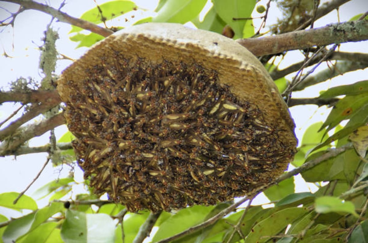 Una colmena de abejas.