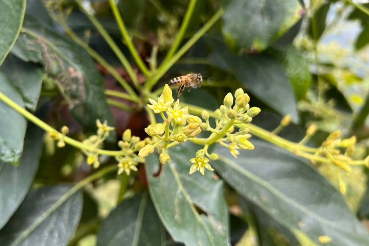 Estos pequeños insectos son fundamentales para la polinización de nuestras plantas y cultivos, ¡así que hay que cuidarlas y protegerlas! Suministrada / VANGUARDIA