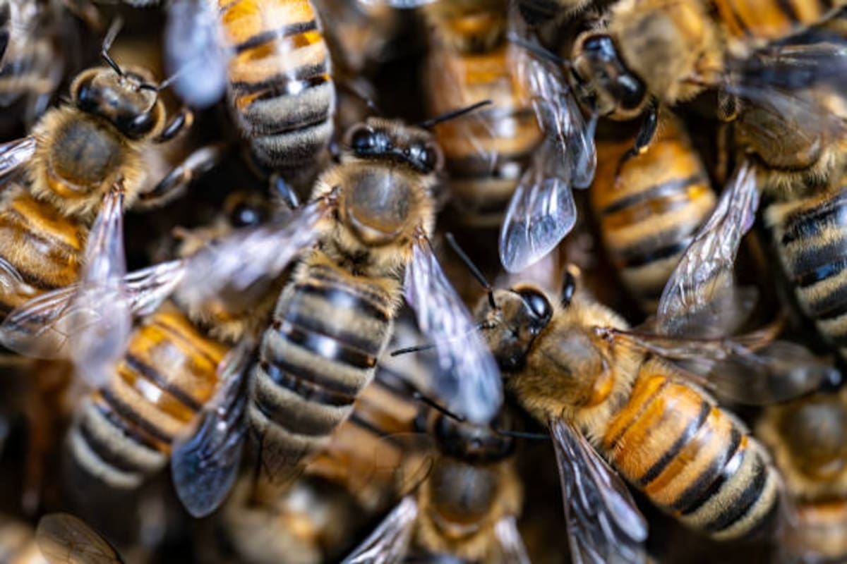 : El cambio climático está modificando la distribución de los polinizadores en Europa, favoreciendo a algunas especies adaptadas al calor y perjudicando a aquellas que dependen de ambientes fríos.