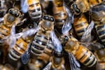 Abejas y sírfidos pierden terreno en Europa: estudio alerta sobre su declive