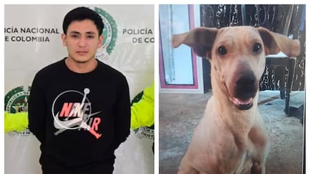 Hombre condenado por la muerte de Kira, la perrita maltratada en Bucaramanga, quedó libre