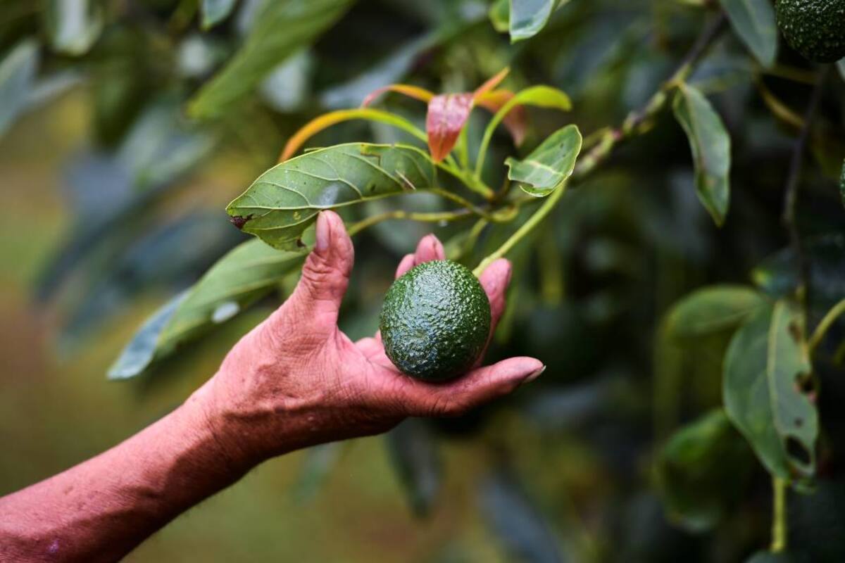 Las siembras de aguacate, al igual que las de cacao, son las de mayor demanda de crédito en el país. (Foto: Archivo/VANGUARDIA LIBERAL)
