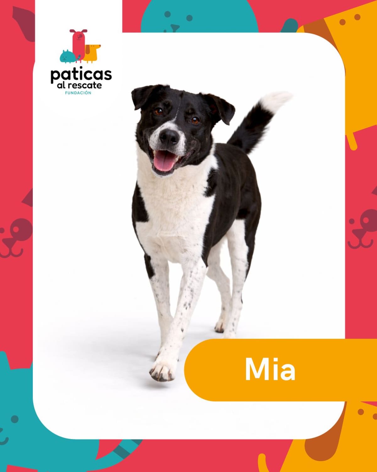 Hay perros que pasan meses esperando que alguien los mire. Este 23 de septiembre, Día Mundial del Perro Adoptado, les presentamos algunos de los perritos de la Fundación Paticas al Rescate que esperan una familia.