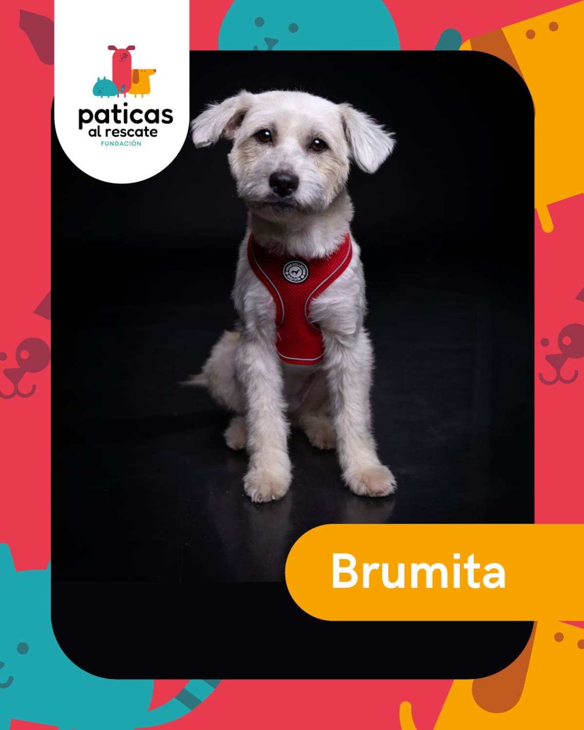 Hay perros que pasan meses esperando que alguien los mire. Este 23 de septiembre, Día Mundial del Perro Adoptado, les presentamos algunos de los perritos de la Fundación Paticas al Rescate que esperan una familia.