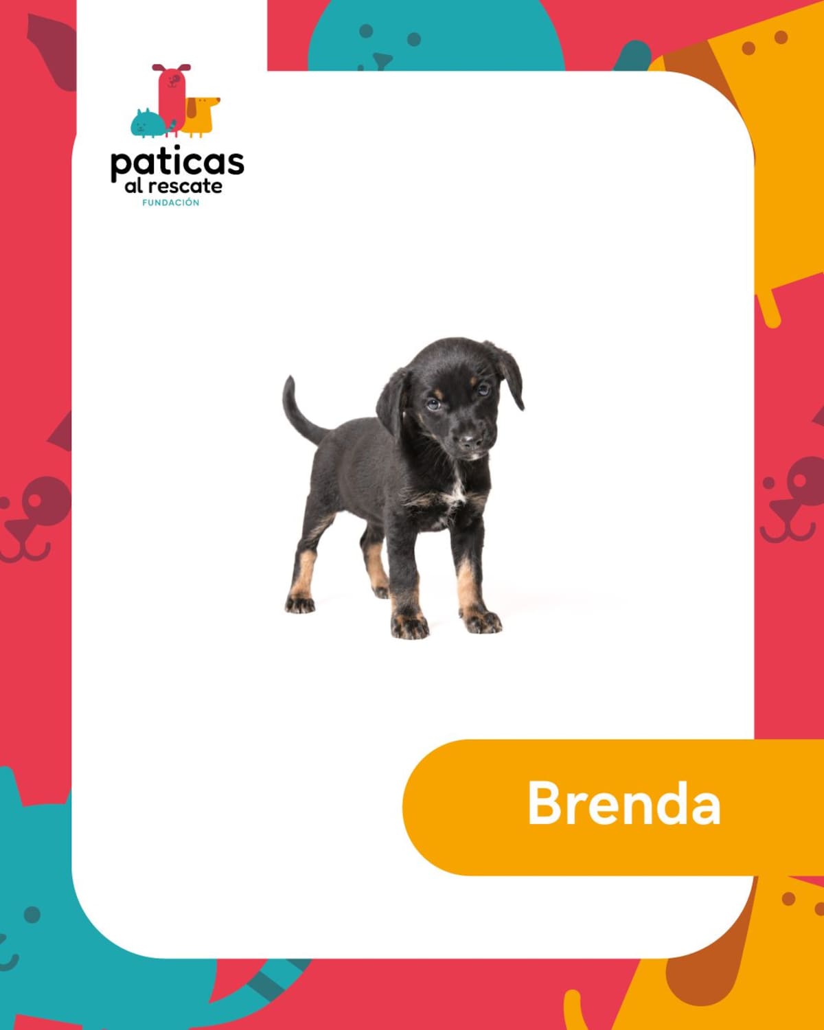 Hay perros que pasan meses esperando que alguien los mire. Este 23 de septiembre, Día Mundial del Perro Adoptado, les presentamos algunos de los perritos de la Fundación Paticas al Rescate que esperan una familia.