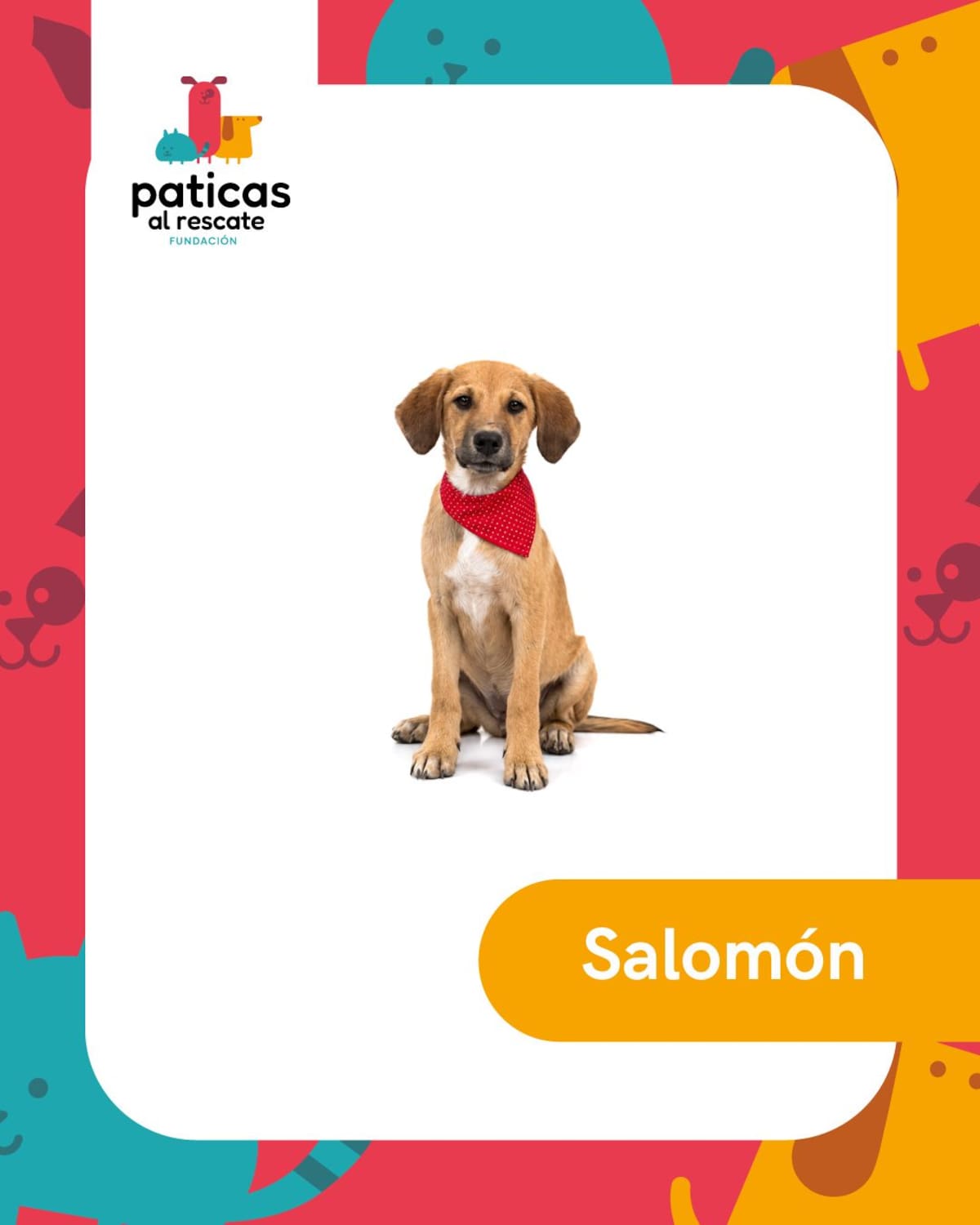 Hay perros que pasan meses esperando que alguien los mire. Este 23 de septiembre, Día Mundial del Perro Adoptado, les presentamos algunos de los perritos de la Fundación Paticas al Rescate que esperan una familia.