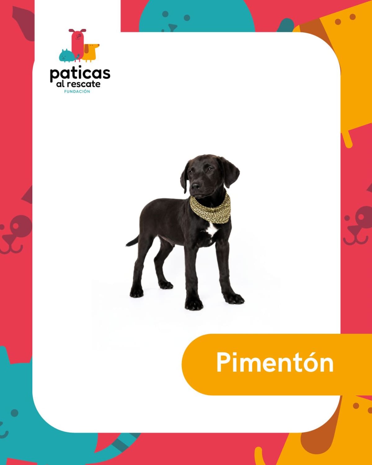 Hay perros que pasan meses esperando que alguien los mire. Este 23 de septiembre, Día Mundial del Perro Adoptado, les presentamos algunos de los perritos de la Fundación Paticas al Rescate que esperan una familia.